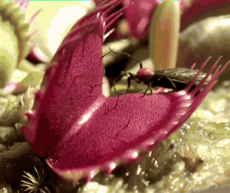 The trap is made of two hinged lobes at the end of each leaf. . Venus fly trap gif